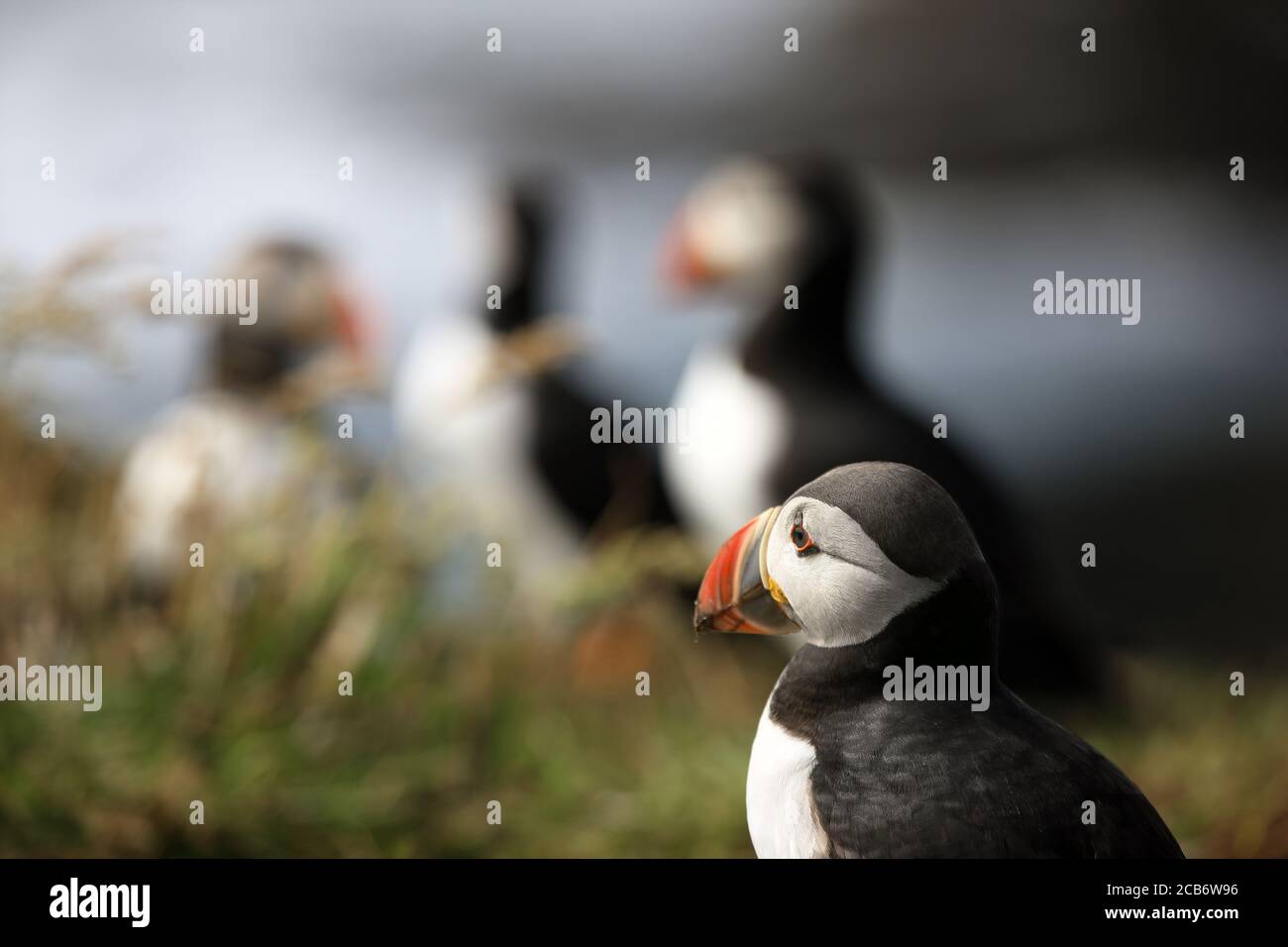 Puffins, Fratercula arctica, on the Trshnish Isles in the Inner Hebrides of Scotland UK Stock Photo