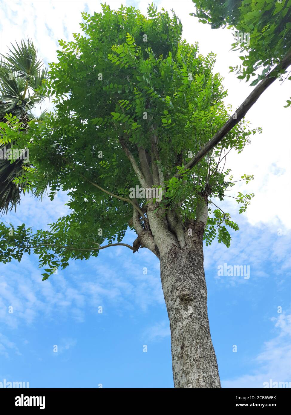 green tree under the blue sky. natural background Stock Photo - Alamy