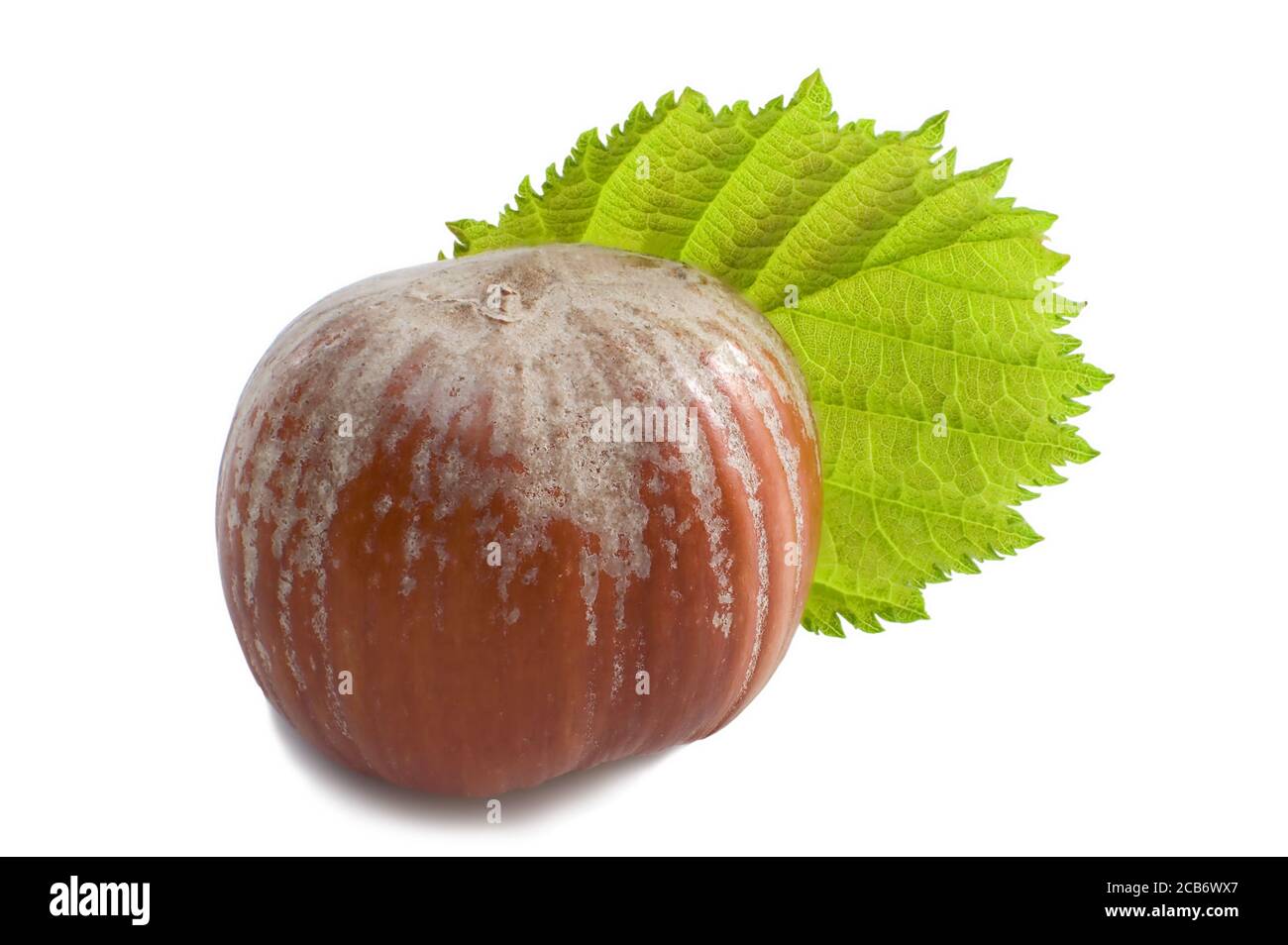 Hazelnut with leaf isolated Stock Photo Alamy
