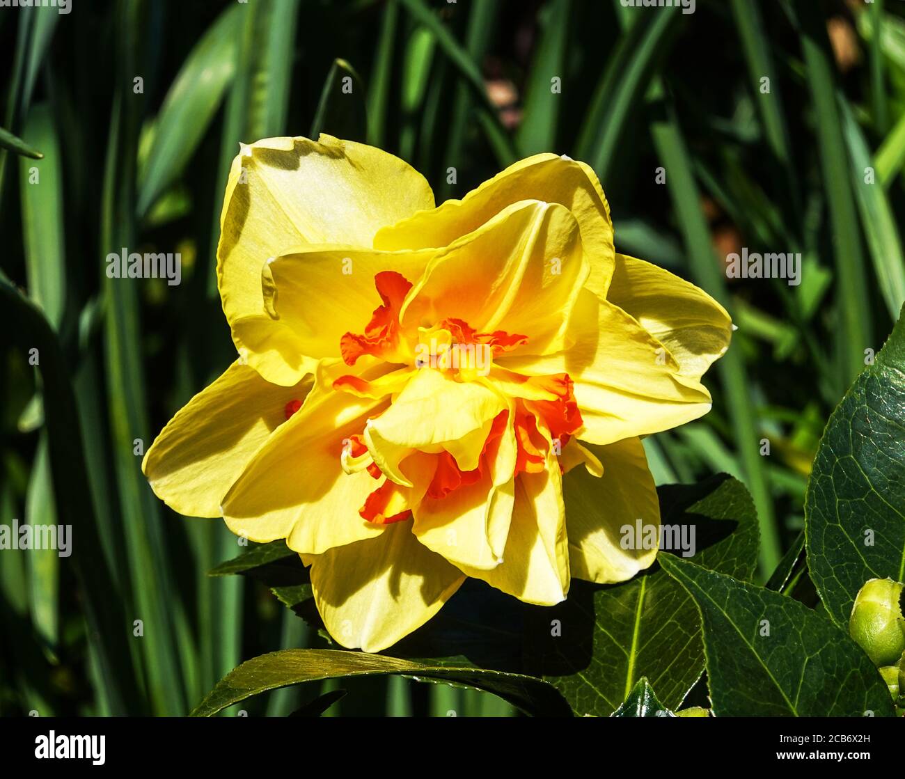 Daffodil var Tahiti Div4 'Narcissus'.South-west France. Stock Photo
