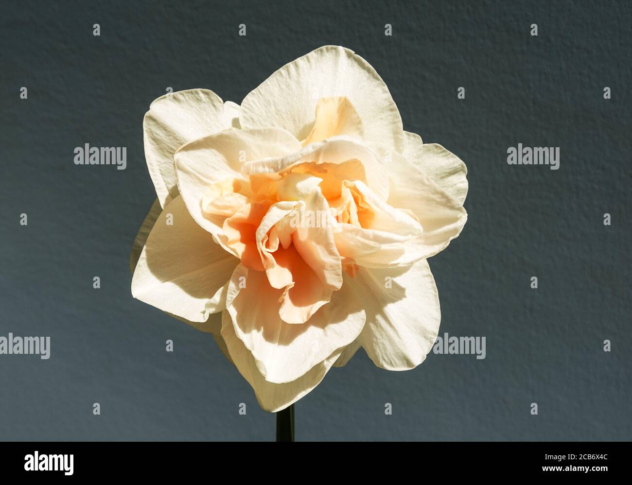 Daffodil var.Bridal Crown.Div.4. 'Narcissus'.South-west France. Stock Photo