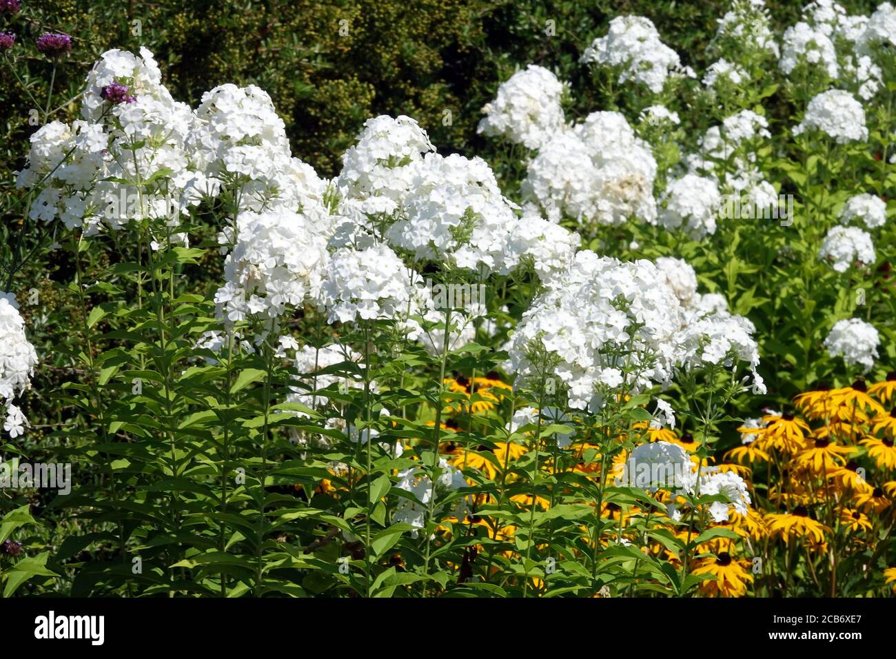 White Phlox Mount Fujiyama Rudbeckia fulgida garden perennial border Stock Photo