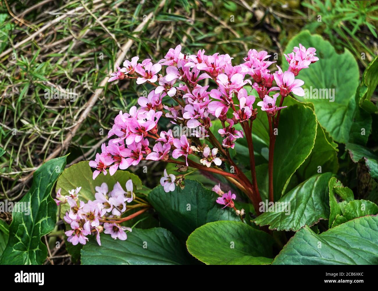 Elephant Ears 'Bergenia cordifolia' An evergreen herbaceous perennial originally from Siberia.Good ground cover.South-west France. Stock Photo