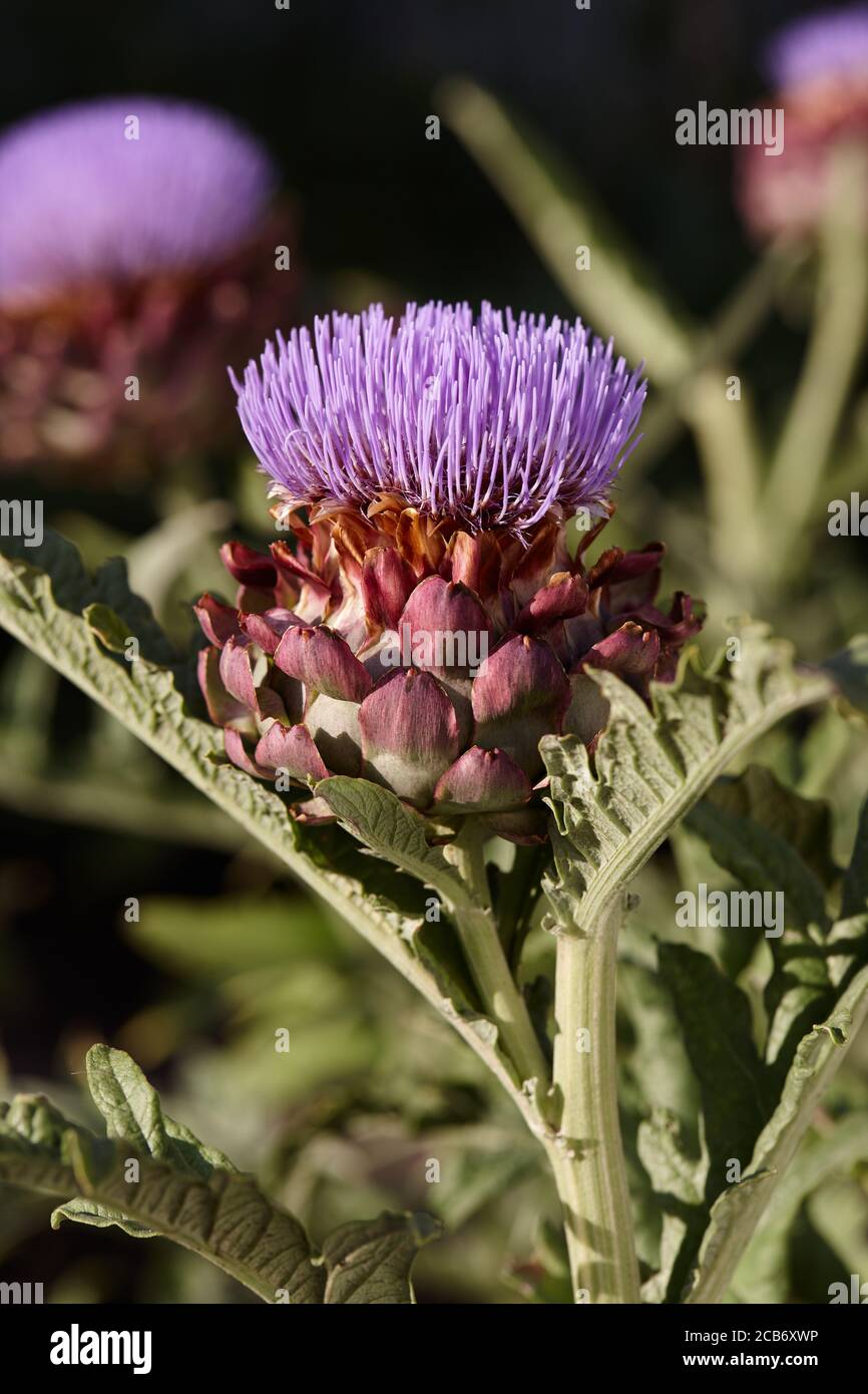 Flowering artichoke plants in garden, blossom close up view Stock Photo