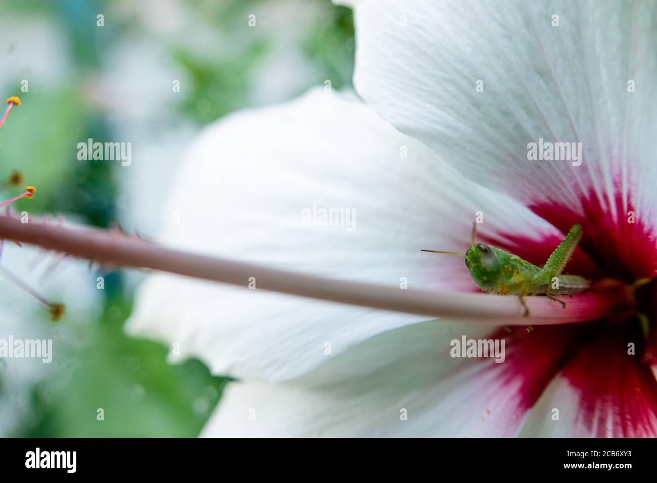 on the hibiscus flower in the garden Stock Photo Alamy