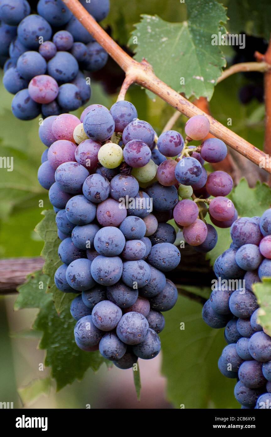 Sweet juicy bunches purple hi-res stock photography and images - Alamy