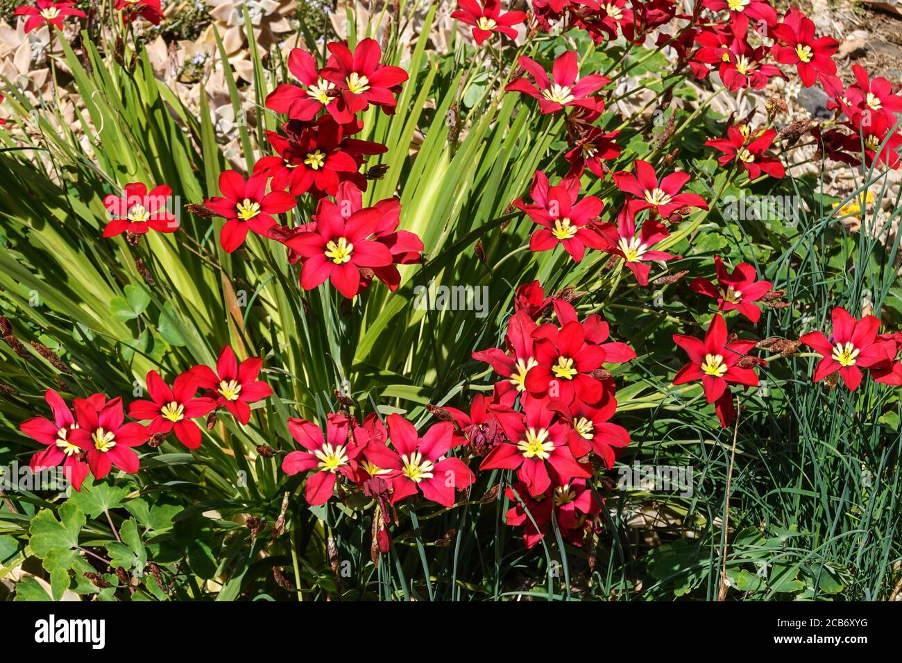 Gladiolus callianthus syn. Acidanthera bicolor murielae. South-west France. Stock Photo