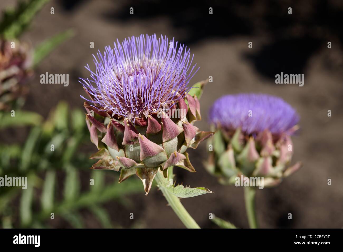 Flowering artichoke plants in garden, blossom close up view Stock Photo