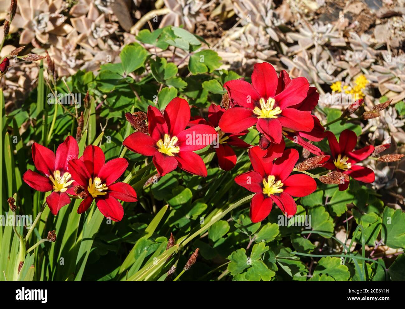 Gladiolus callianthus syn. Acidanthera bicolor murielae. South-west France. Stock Photo