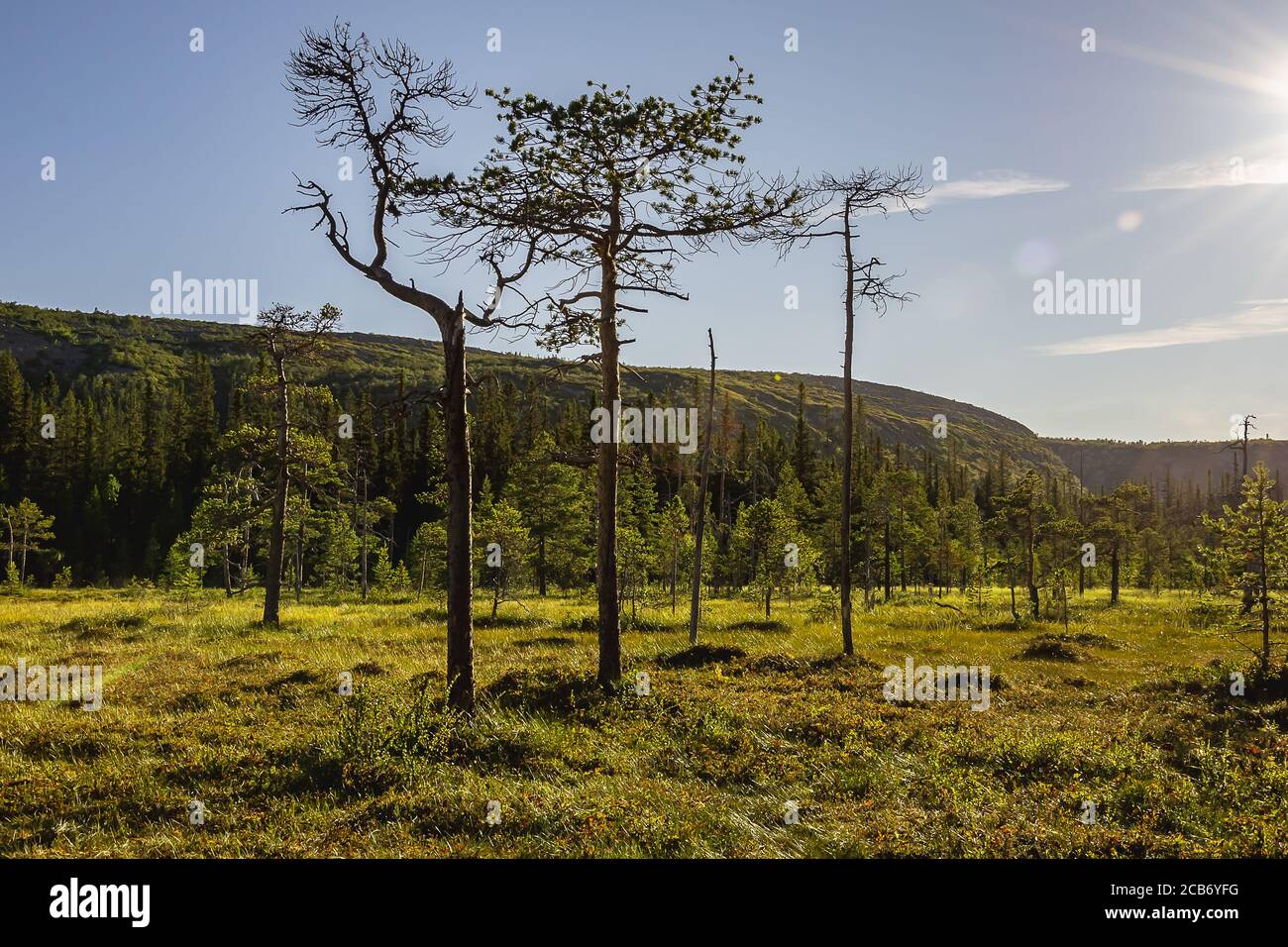 Swedish mountains with slow-growing trees that grow on bogs, the site fulufjället national park Stock Photo
