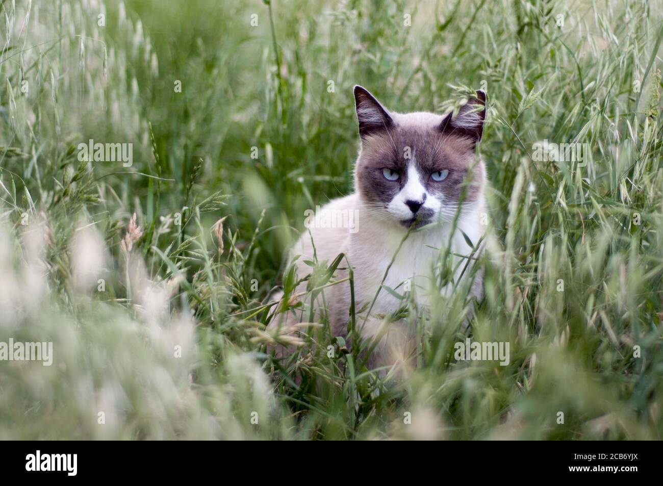 beautiful cat sitting among tall grass. outdoor cat Stock Photo