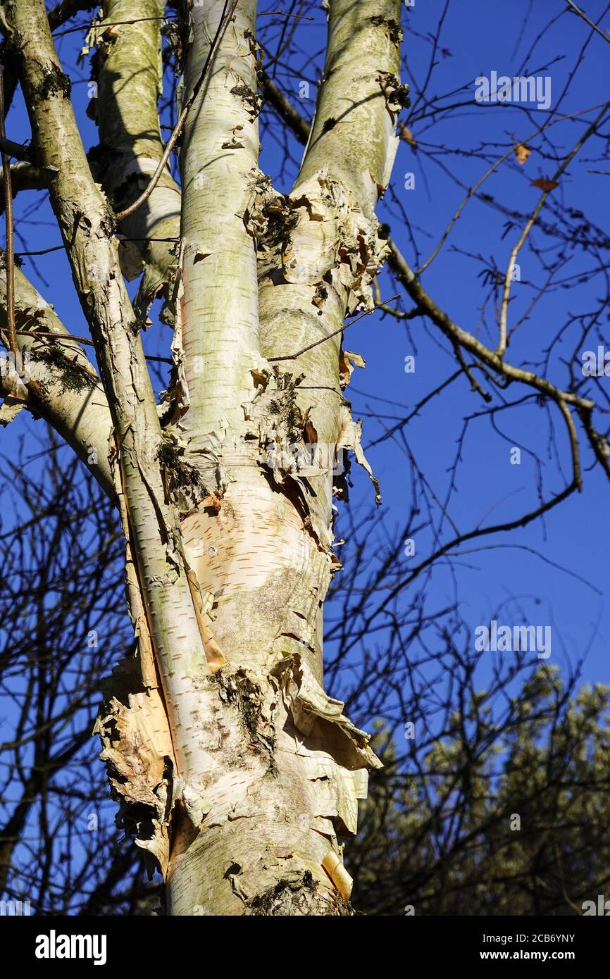 Plane tree bark france hires stock photography and images Alamy