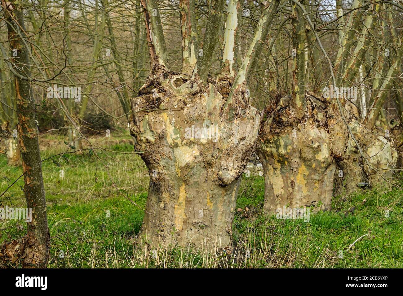 London Plane tree 'Platanus x acerifolia. Pollarded specimens. South-west France. Stock Photo