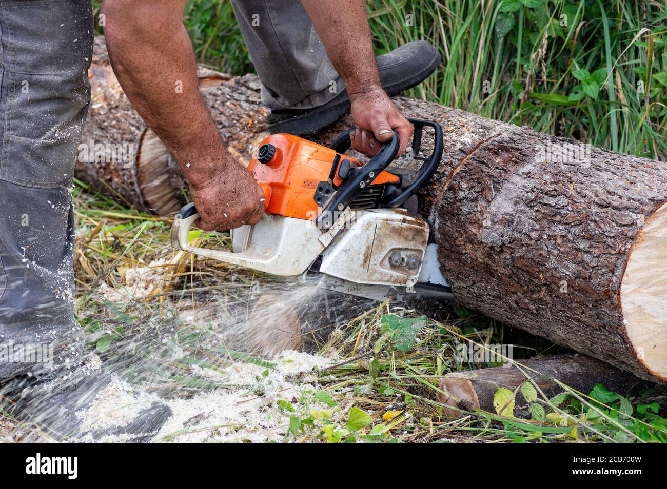 Chainsaw in motion. Hard wood working in forest. Sawdust fly around. Close up. Stock Photo
