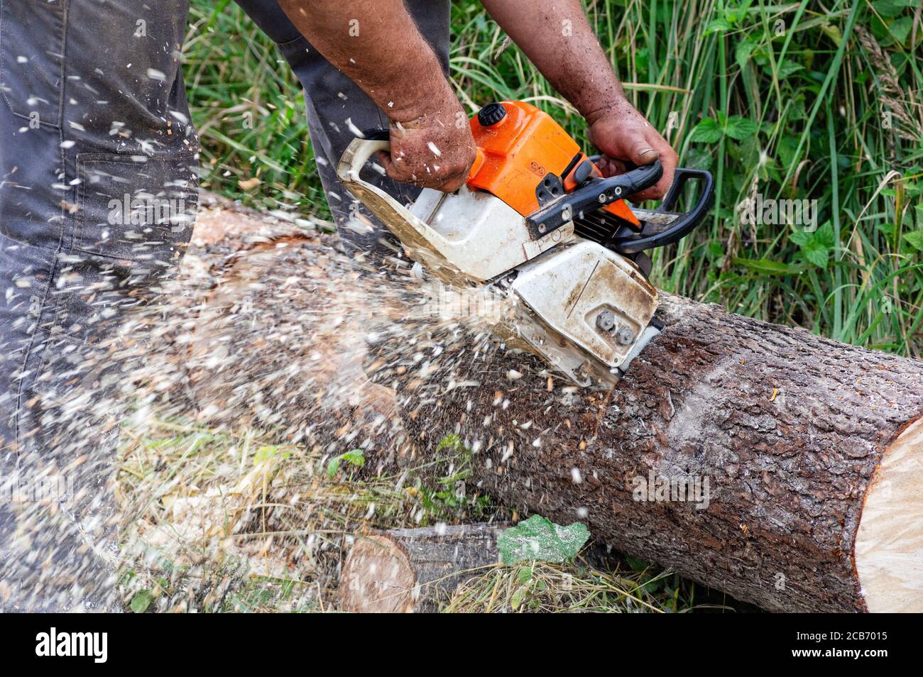 Chainsaw in motion. Hard wood working in forest. Sawdust fly around. Close up. Stock Photo