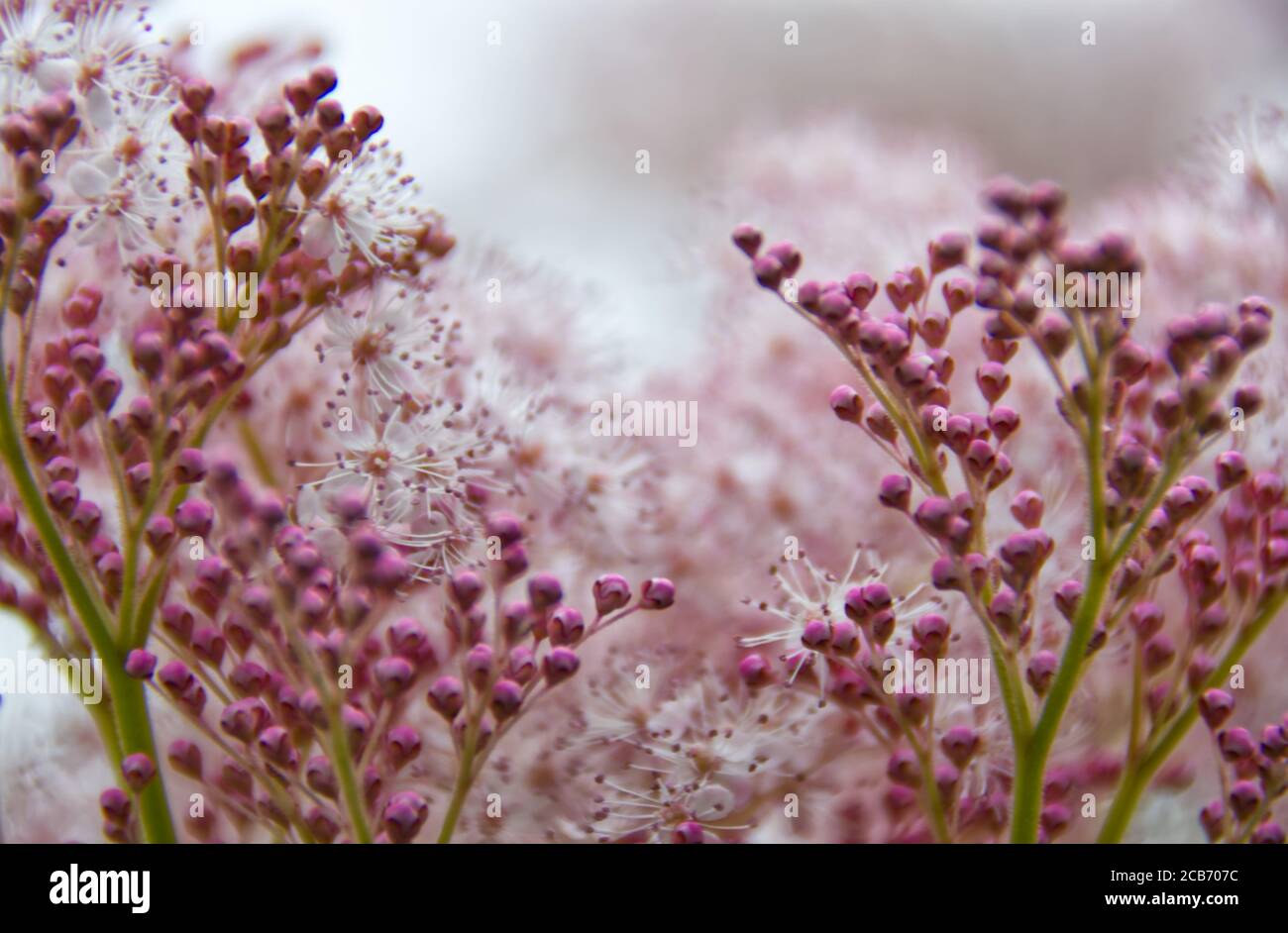 Perennial flowers hires stock photography and images Alamy