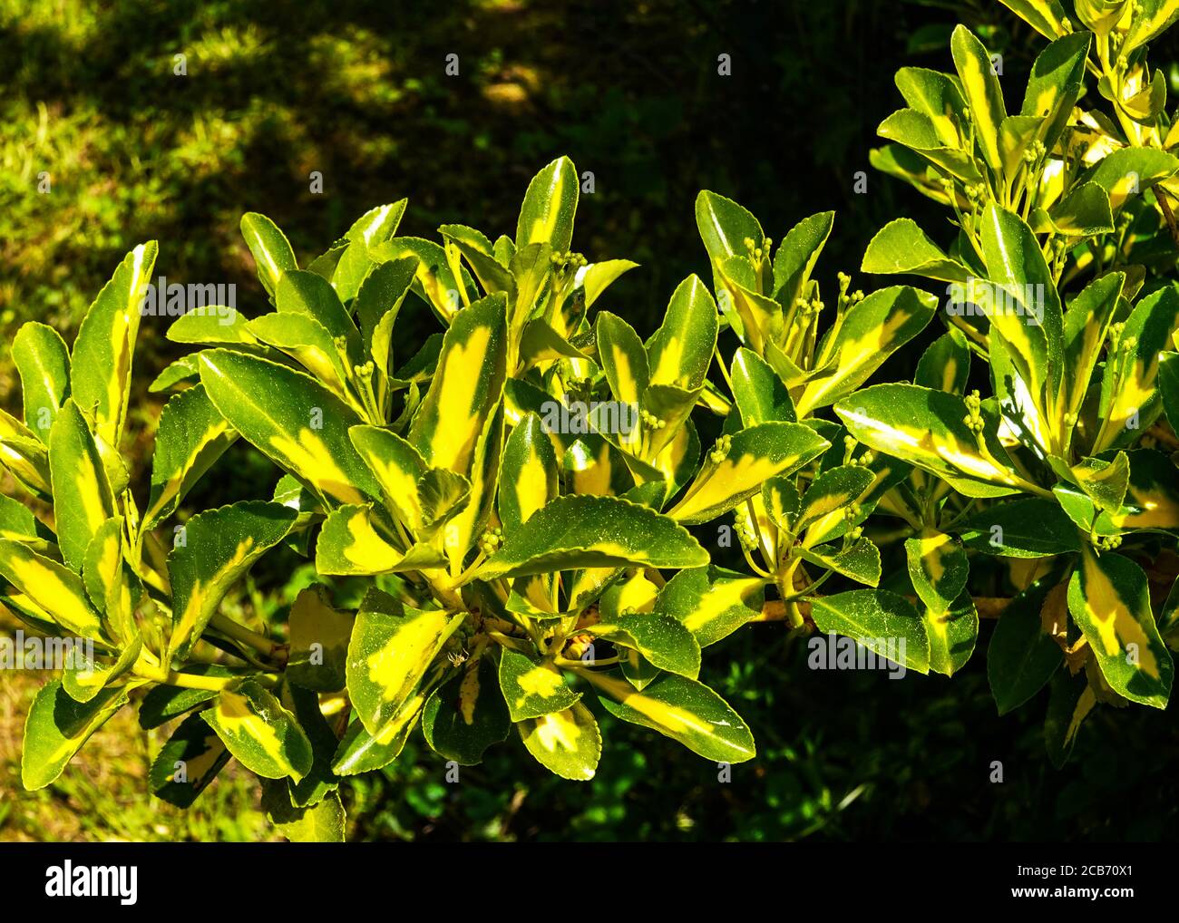 Pittosporum tenuifolium.An evergreen shrub originating in New Zealand.This is a variegated variety. Stock Photo