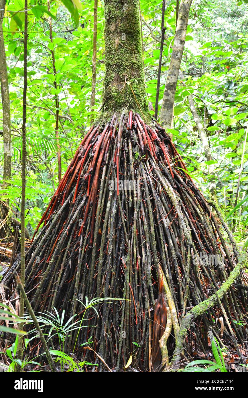 Roots of palm tree Euterpe broadwayi growing in the jungle on Dominica island. Stock Photo