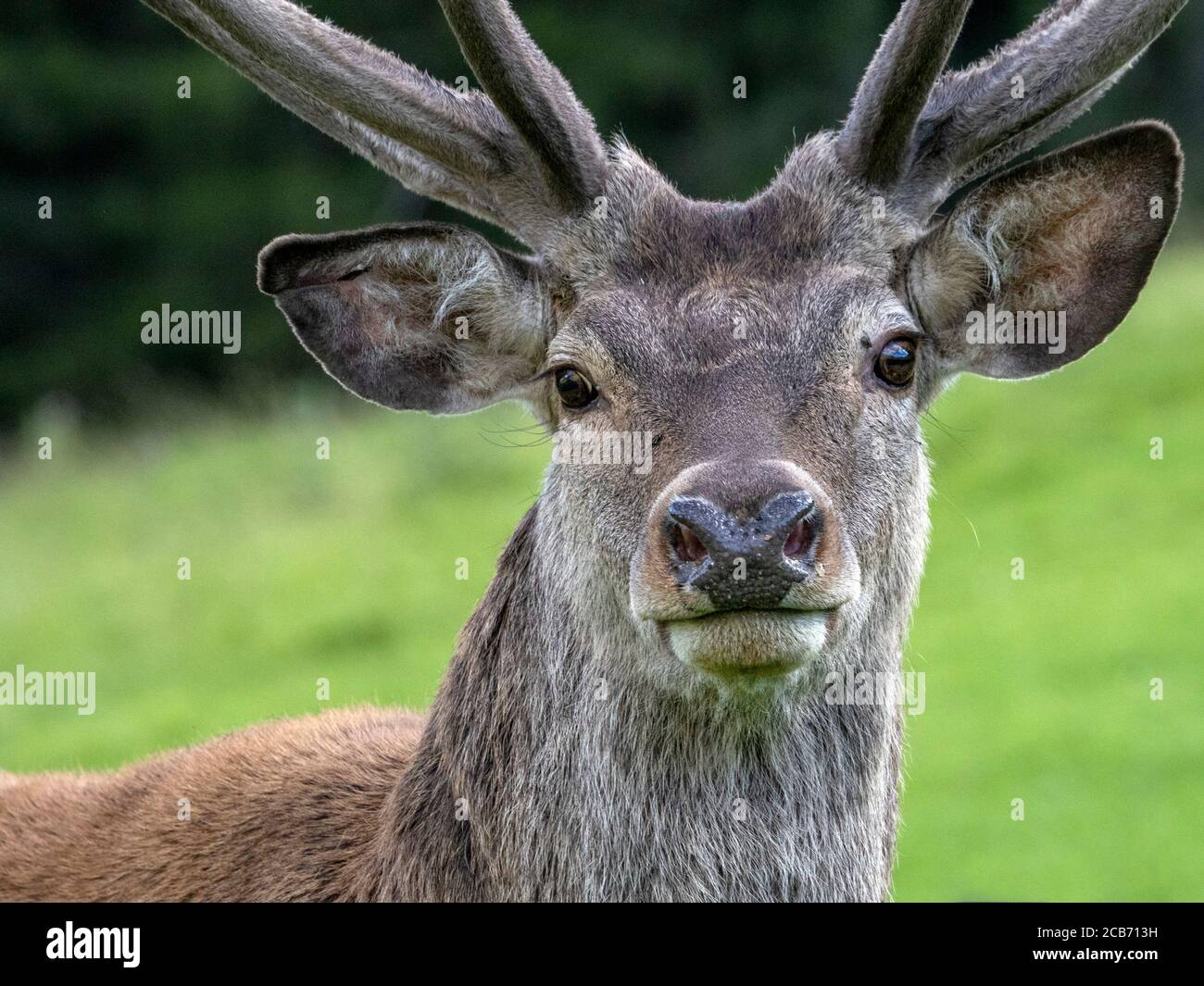 Male Deer Portrait - A4 Photo 【公式通販】