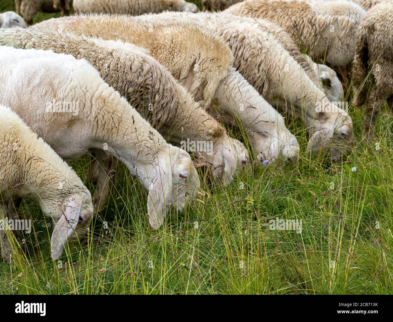 sheep flock in dolomites mountain in summer season Stock Photo - Alamy