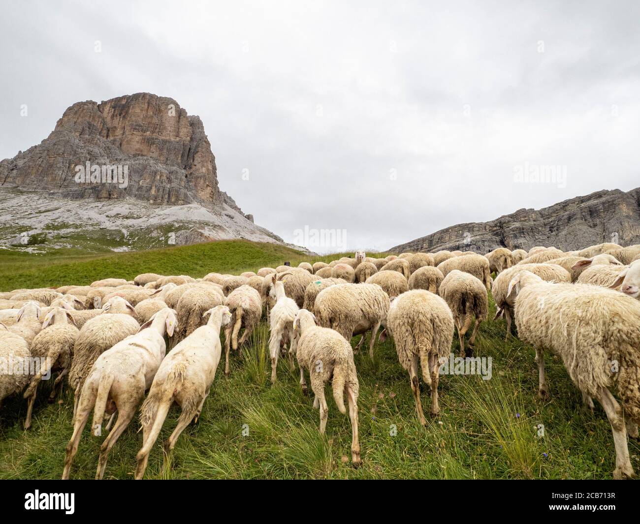 sheep flock in dolomites mountain in summer season Stock Photo - Alamy