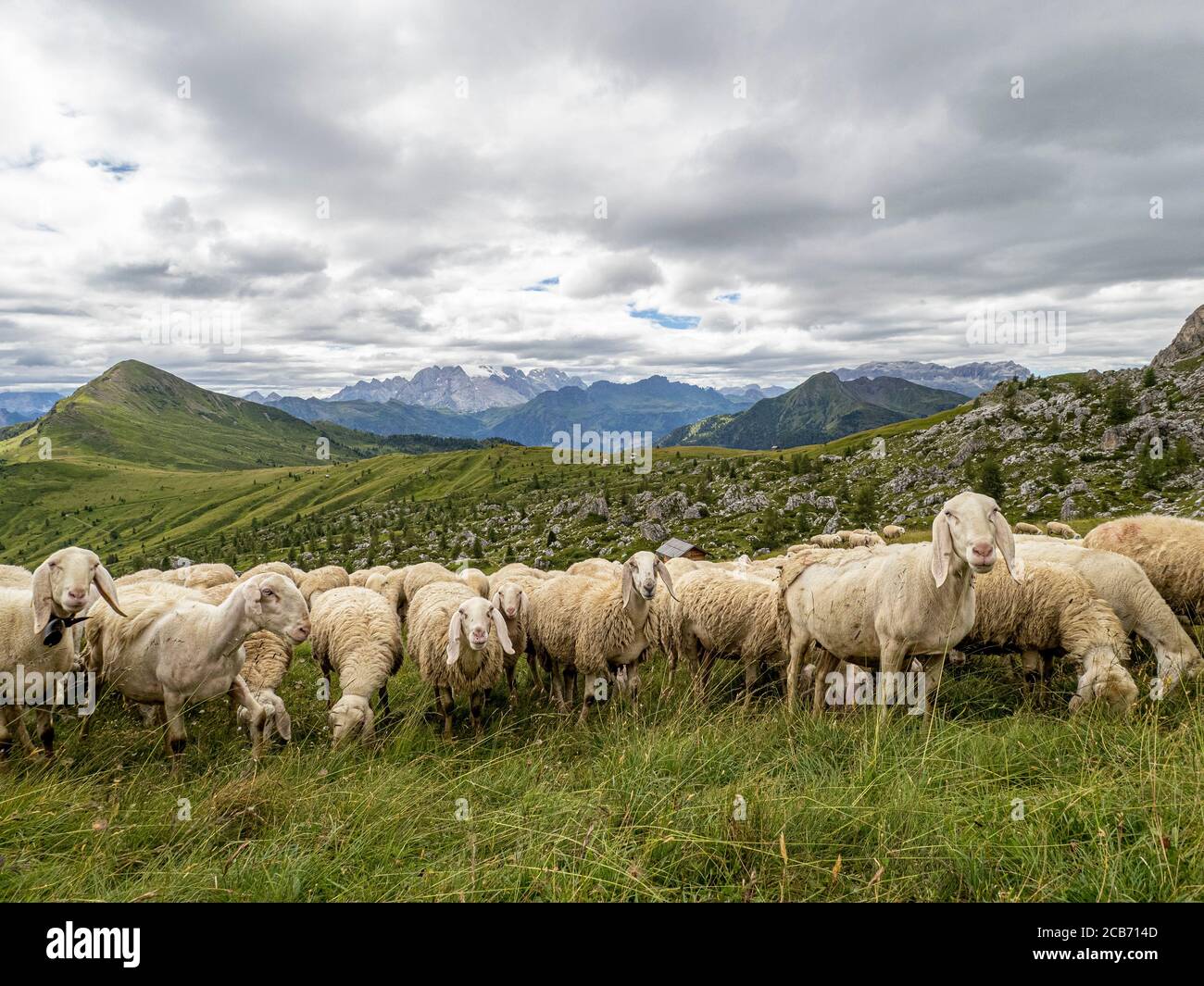 sheep flock in dolomites mountain in summer season Stock Photo - Alamy