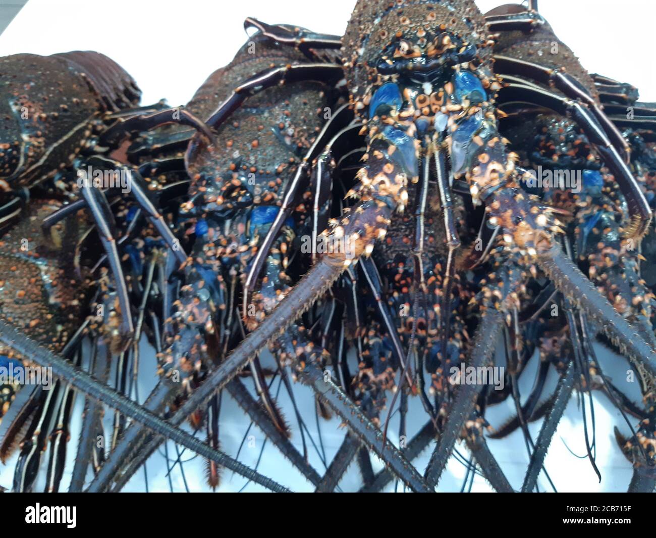 Blue lobsters for sale at local fish market. Galapagos Islands, Ecuador