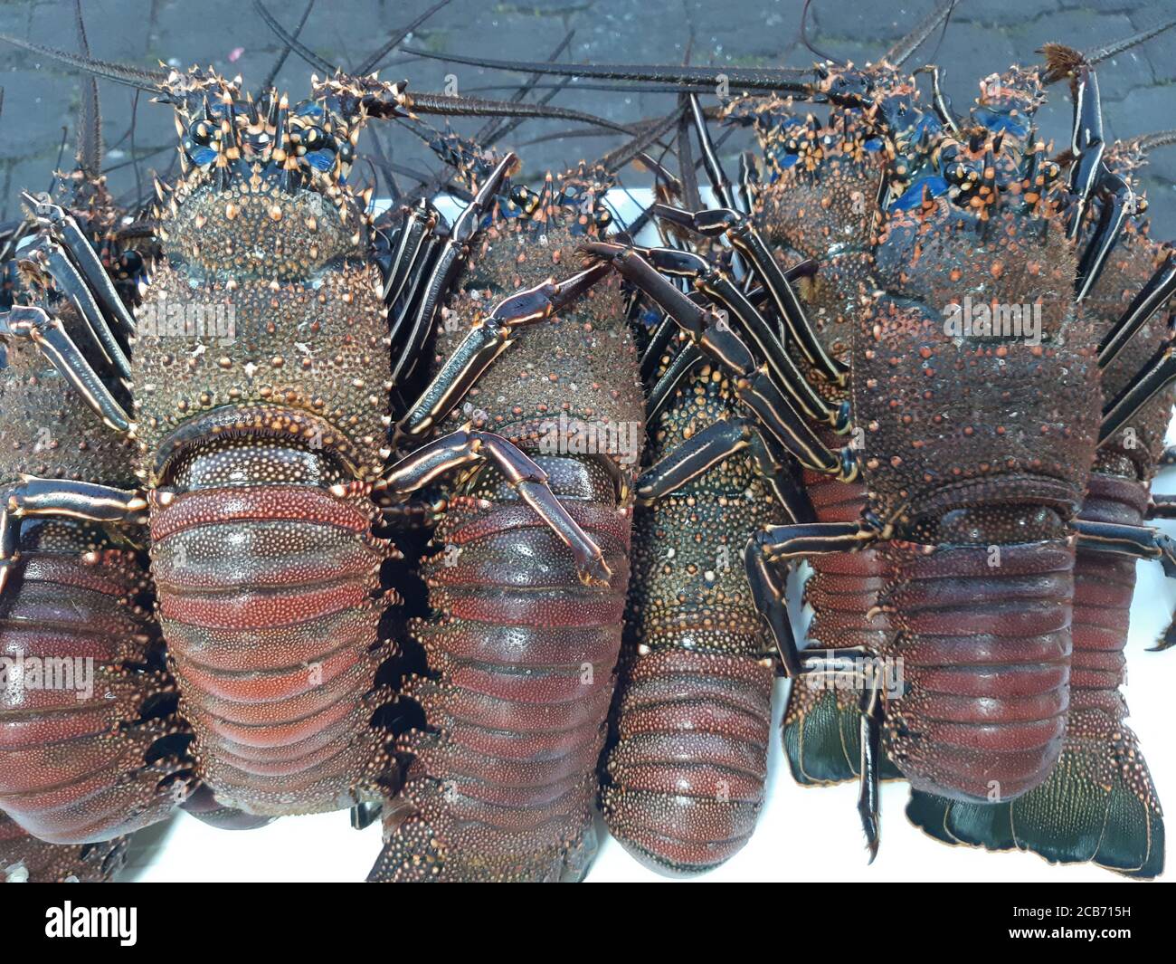 Blue lobsters for sale at local fish market. Galapagos Islands, Ecuador