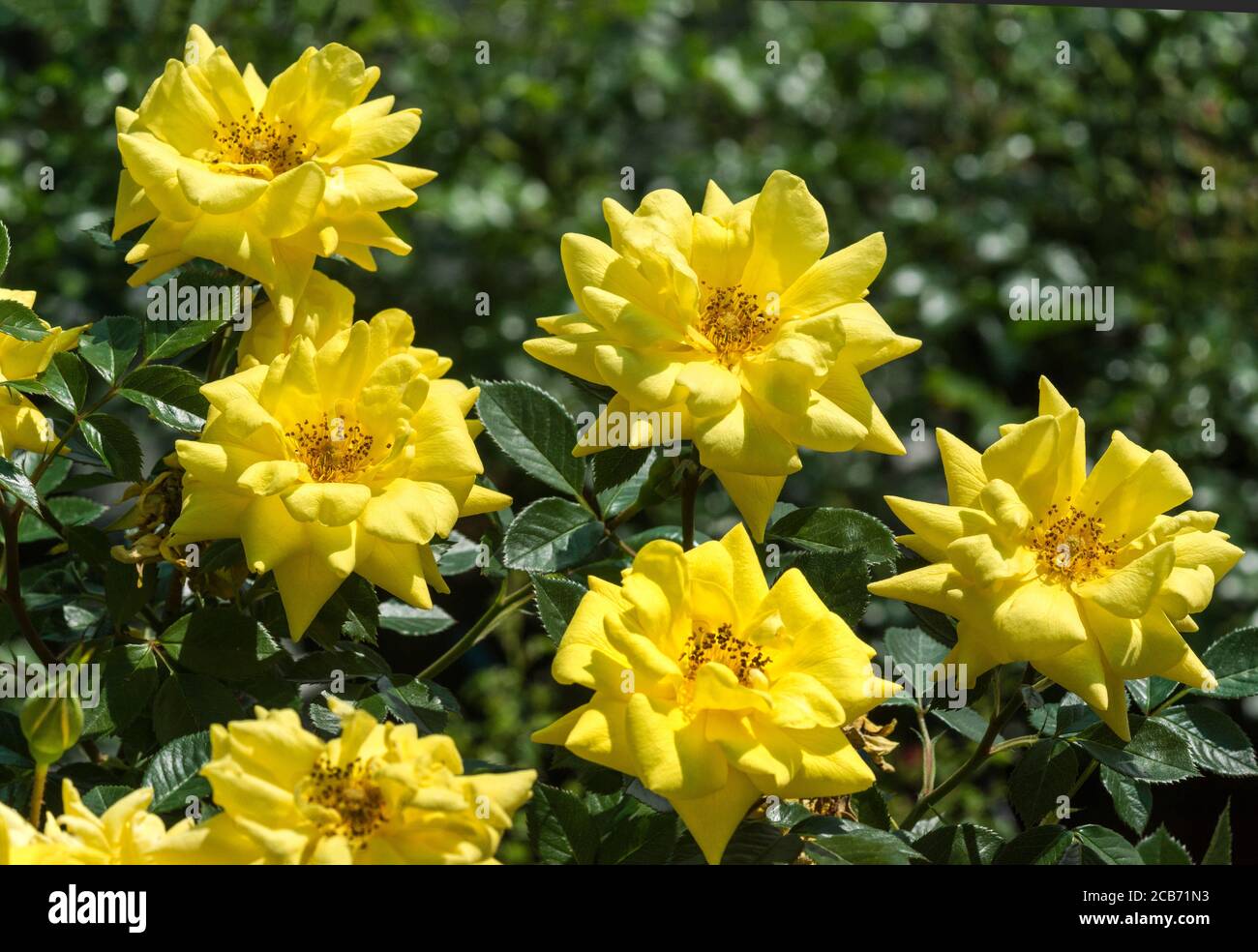 Bijou Rose High Resolution Stock Photography and Images - Alamy