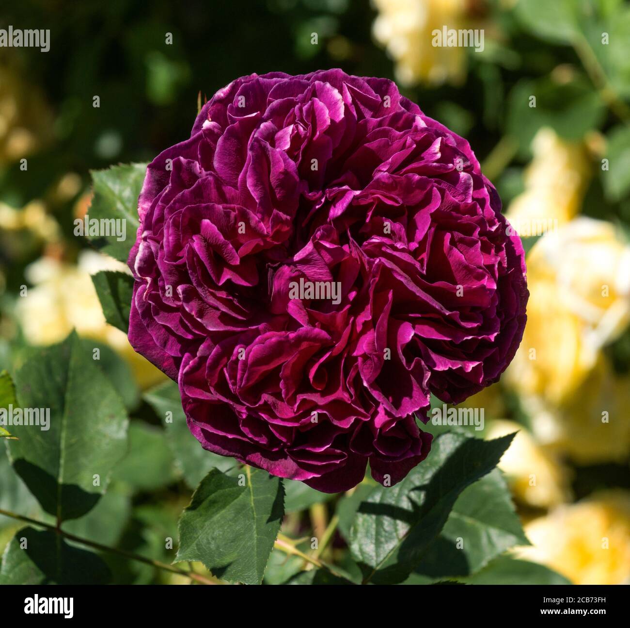 Rosa.Rose.Falstaff is a shrub rose by David Austin in 1990 Stock Photo -  Alamy
