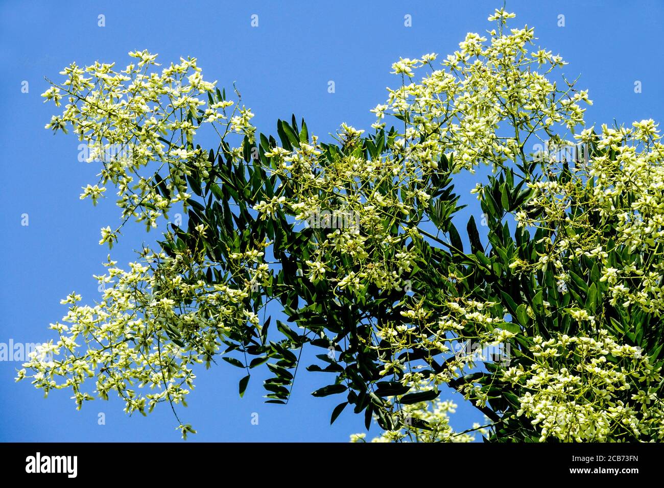 Japanese Pagoda Tree Styphnolobium japonicum syn Sophora japonica blossoms Stock Photo