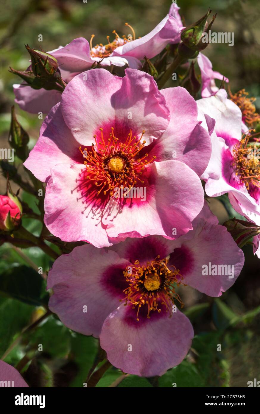 Clustered flowered bush rose hires stock photography and images Alamy