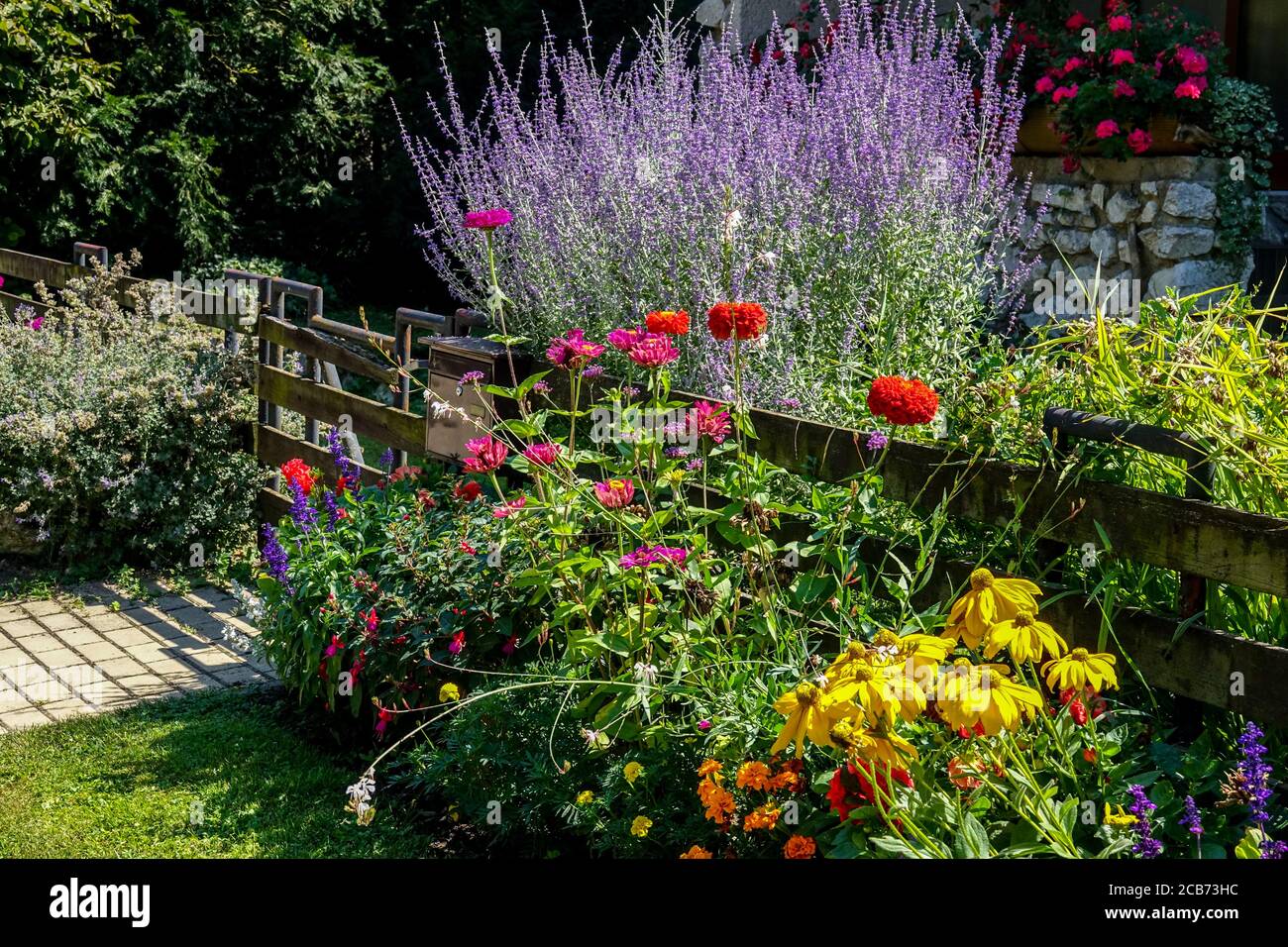 Colorful plants at garden fence Perovskia Zinnia Rudbeckia mixed flowers border wooden fence garden Stock Photo