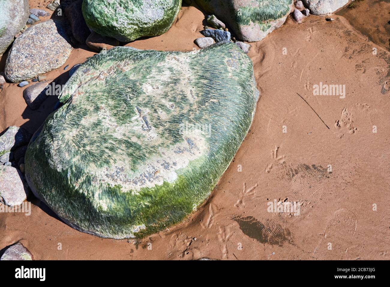rock overgrown with algae and footprints of a bird in the sand Stock Photo