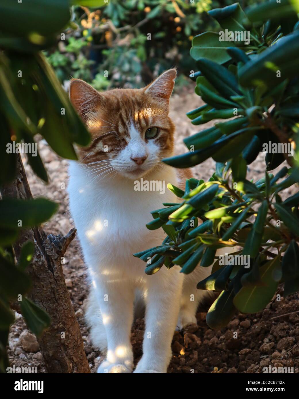 Different but not less pretty.Cat love.One eye cat.Beautiful nature.Animals with soul. Stock Photo