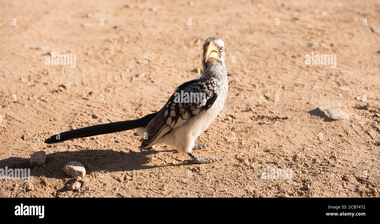 Southern Yellow billed hornbill standing on the ground with shadow thrown to the back and head facing straight forward Stock Photo