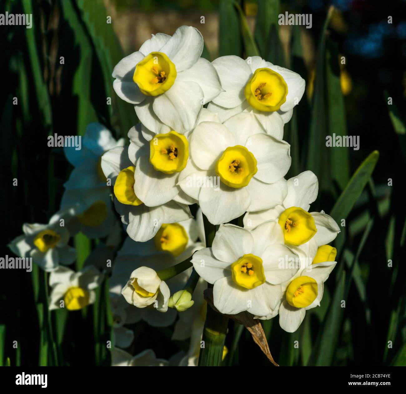 Daffodil 'Narcissus 'Avalance' A multiheaded variety. Southwest