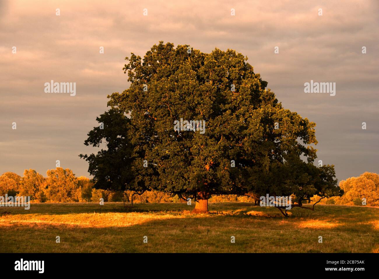 An oak tree bathed in golden light at the end of a beautiful September day in Buckinghamshire Stock Photo