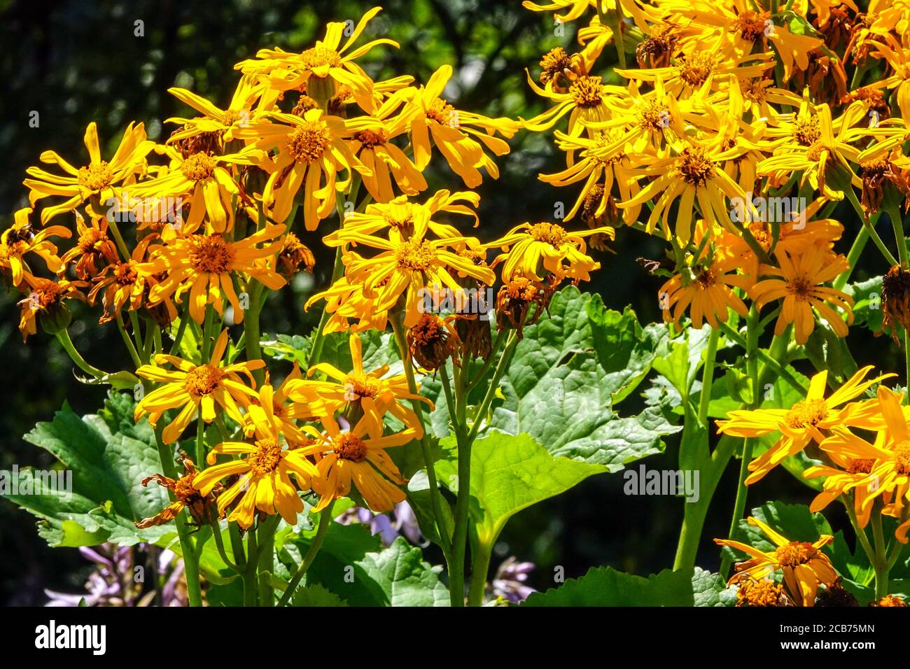 Leopard Plant Ligularia palmatifida Stock Photo