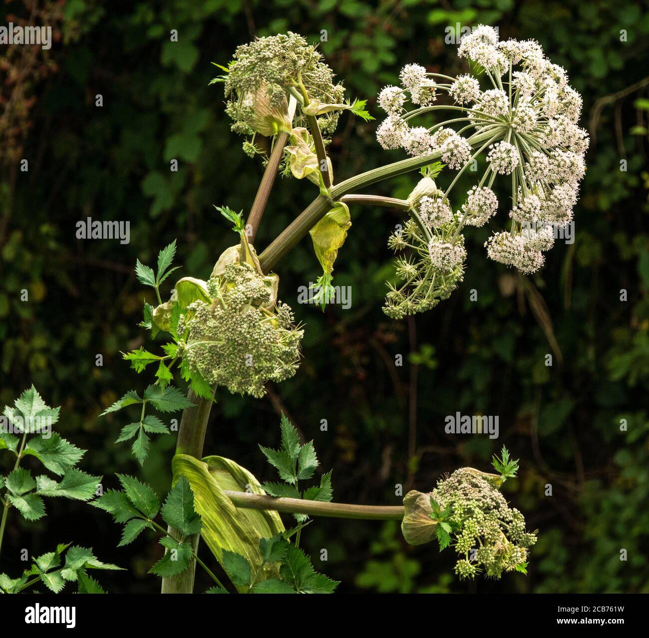 Masterwort 'Peucedanum ostruthium' Top section of a flowering stem.Member of the carrot family. South-west France Stock Photo