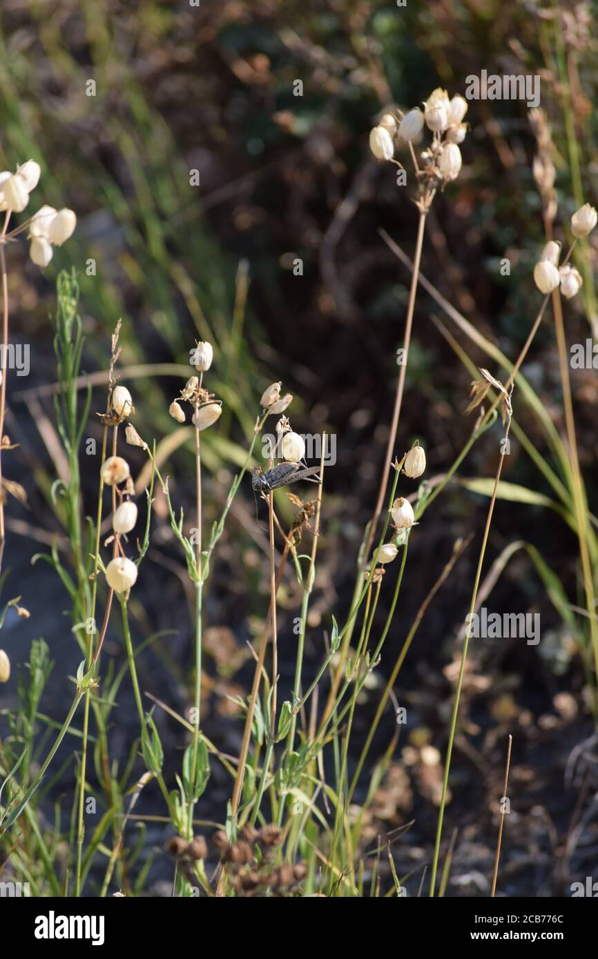 common Slender bushback on Rattleweed Stock Photo Alamy