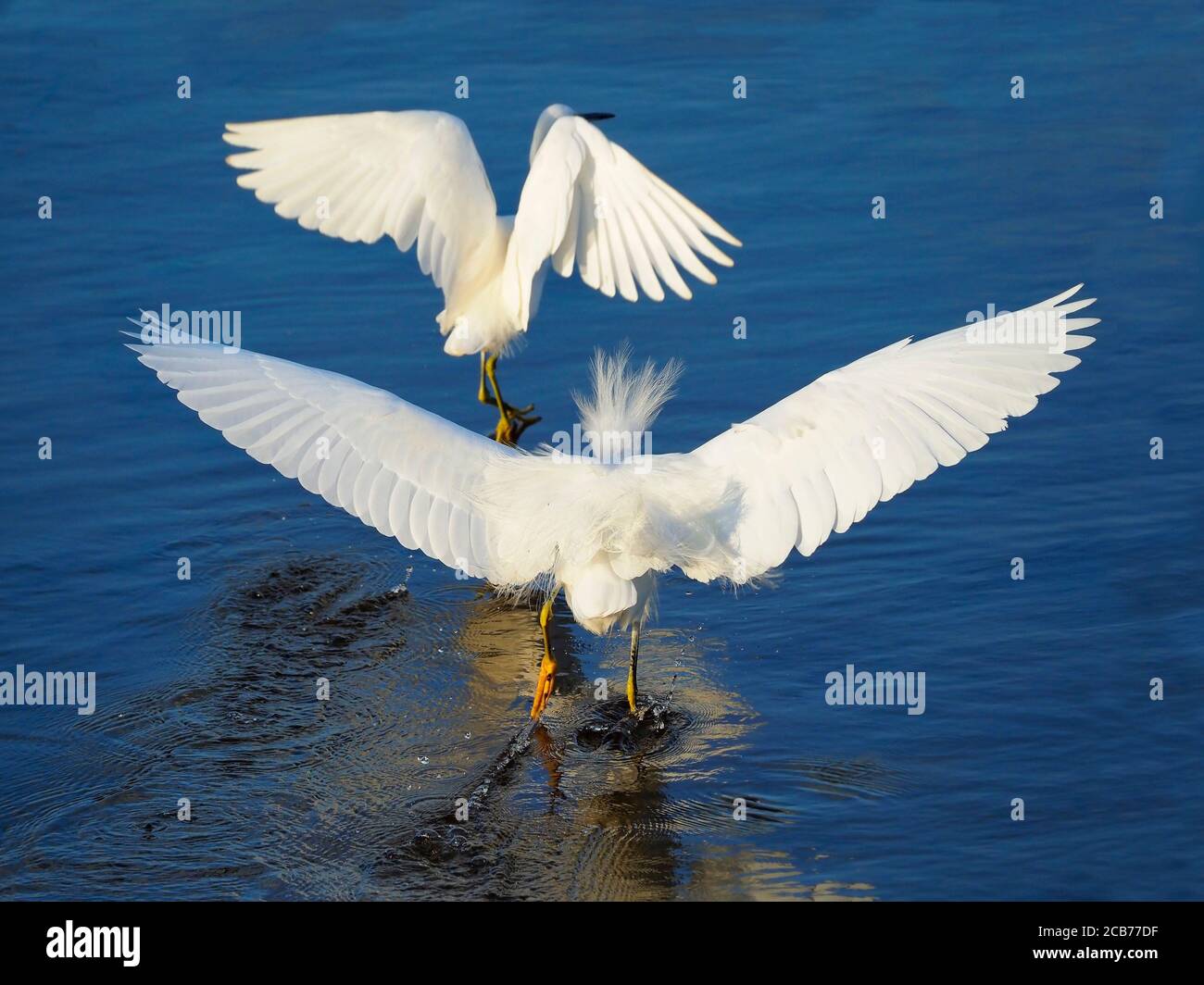 One Male Snowy Egret Flying after another in a Territorial Dispute at the Lake Stock Photo