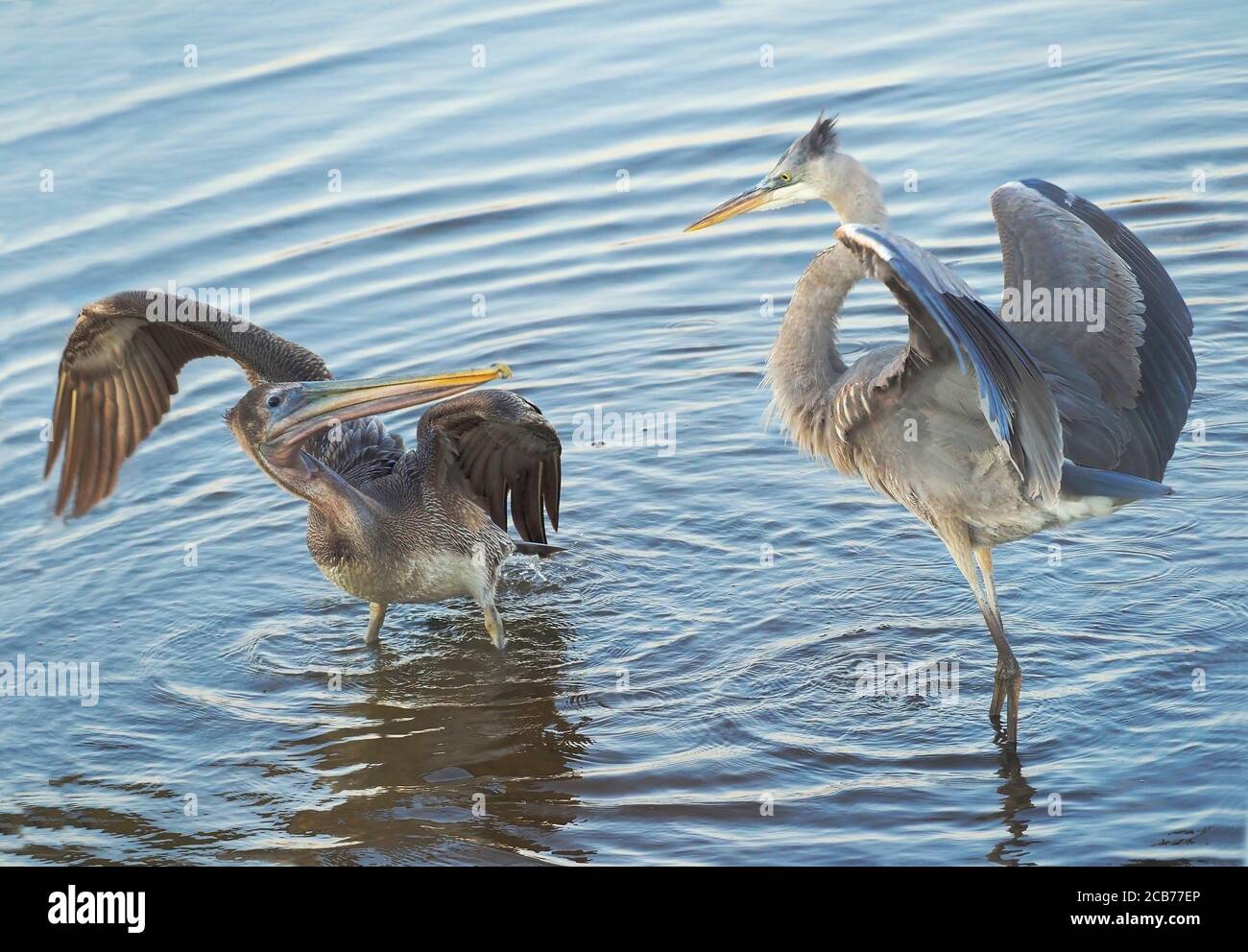 A Young Great Blue Heron and a Brown Pelican Fighting Over Fishing Territory at the Lake Stock Photo