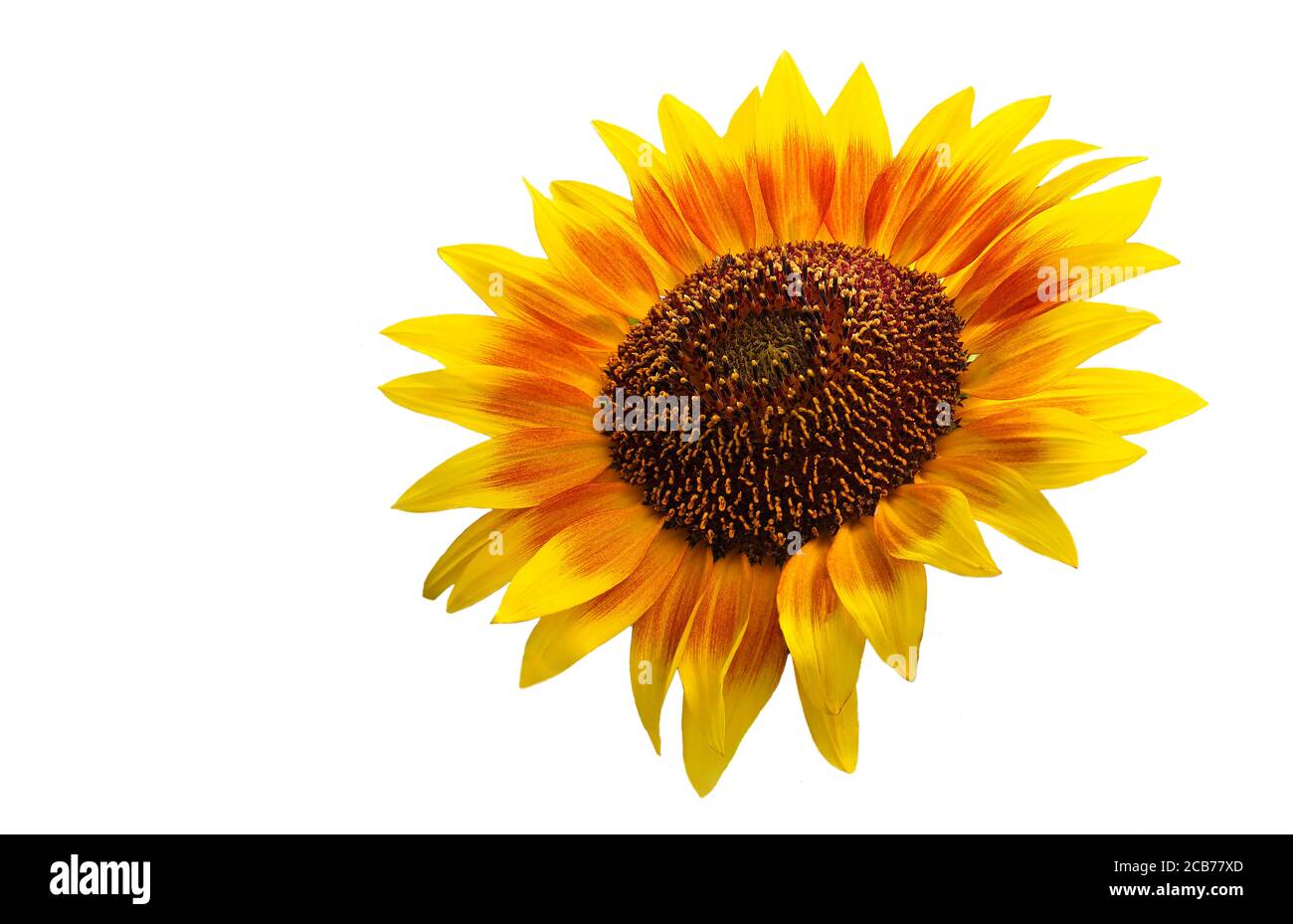 A Huge Focus Stacked Yellow Sunflower Isolated on White Stock Photo