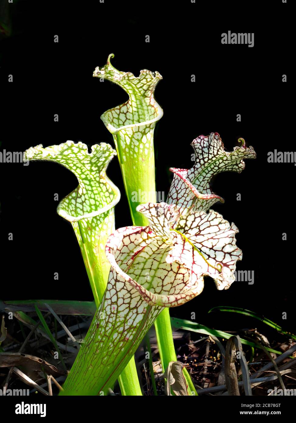 Trumpet pitcher plants hi-res stock photography and images - Alamy