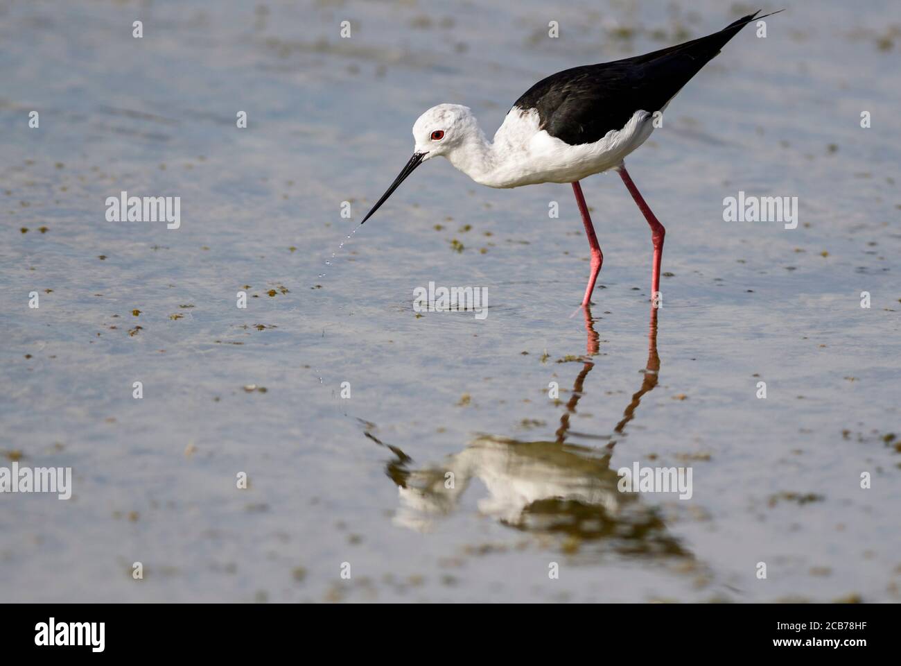 Blackwinged Stilt Himantopus himantopus, beautiful longlegged water