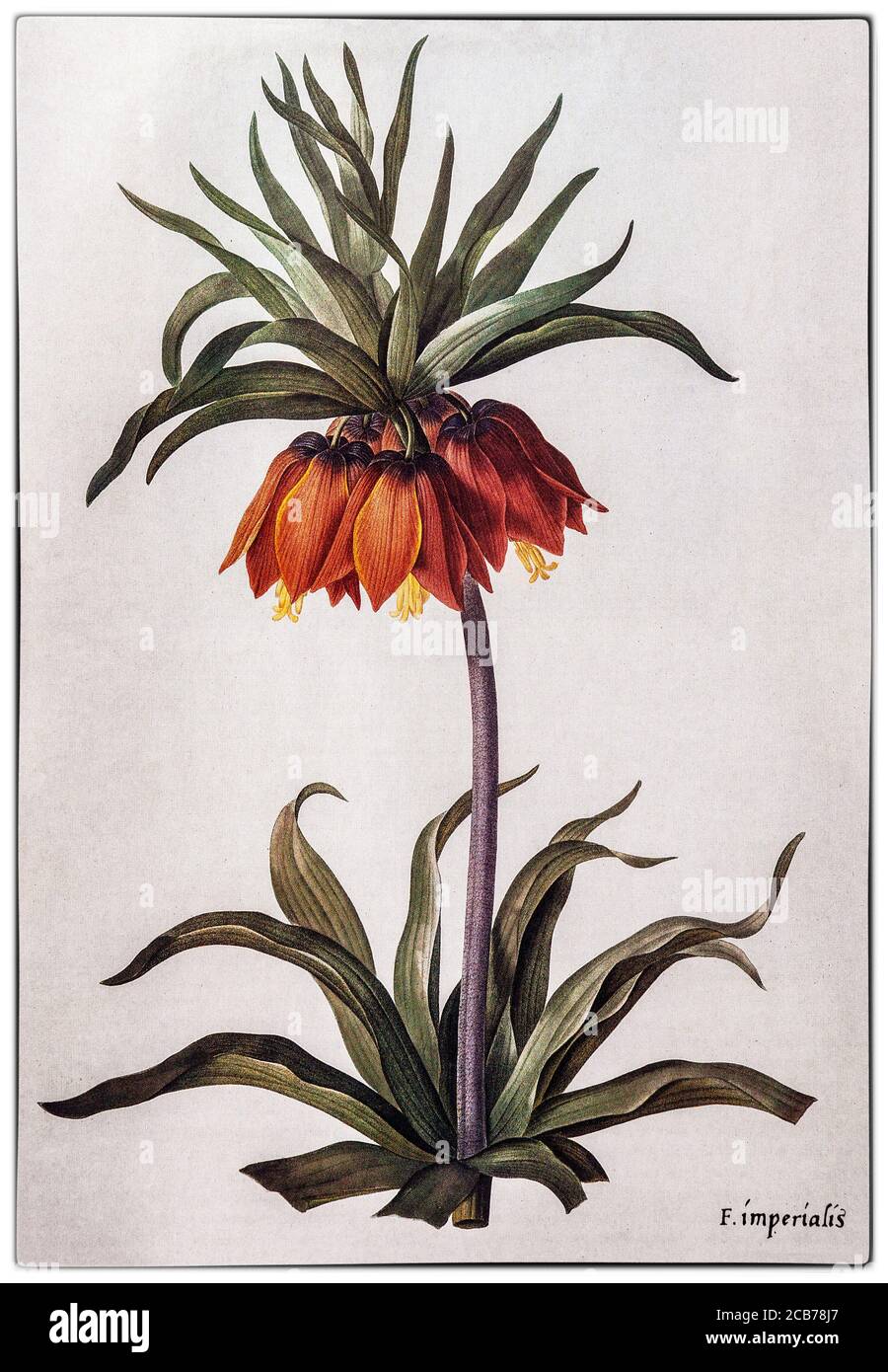 Fritillary Imperialis, aka imperial fritillary, painted by Pierre-Joseph Redouté (1759-1840), a painter and botanist from Belgium. A flowering plant in the Liliaceae family, it is native to a wide stretch from Kurdistan across the plateau of Turkey, Iraq and Iran to Afghanistan, Pakistan, Northern India and the Himalayan foothills and  widely cultivated as an ornamental plant. Stock Photo