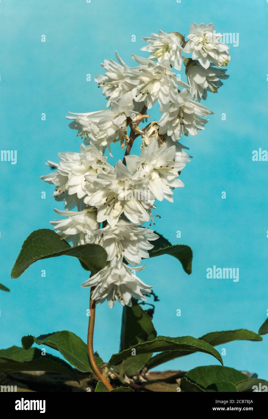 Deutzia scabra cv.Candidissima. A deciduous shrub from China and Japan.South-west France. Stock Photo