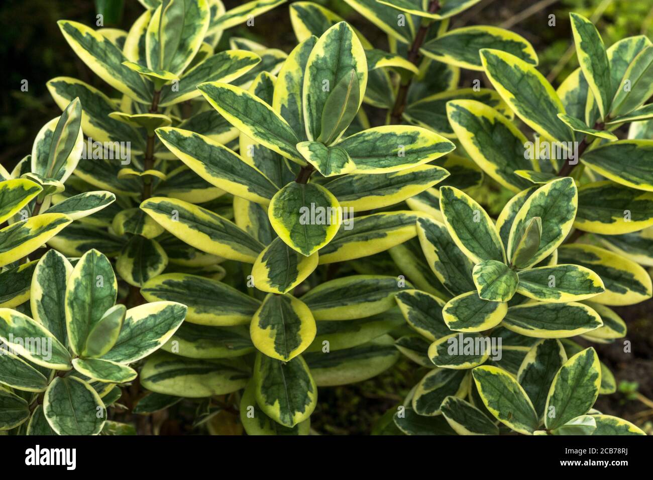 Hebe x franciscana 'Latifolia variegata'. an evergreen shrub that I have found difficult to grow.South-west France. Stock Photo