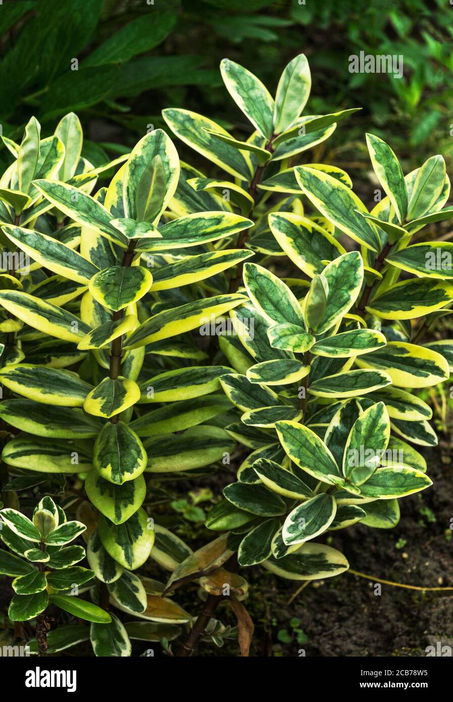 Hebe x franciscana 'Latifolia variegata'. an evergreen shrub that I have found difficult to grow.South-west France. Stock Photo